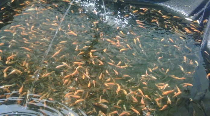 Hasil Pembibitan Ikan di Desa Goti Di Berikan Kepada Panti Asuhan Dan Pelestarian Lubuk Larangan