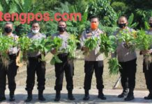 Polres Madina Dibawah Komando AKBP Horas Tua Silalahi, S.I.K, M.Si Manfaatkan Lahan Kosong Perkuat Ketahanan Pangan