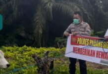 Sambut Hari Raya Idul Adha 1442 H, Polres Padangsidimpuan Serahkan 7 Ekor Hewan Qurban