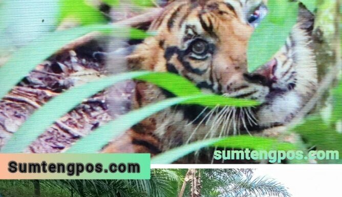 Seekor Harimau Serang Dokter Hewan di Tapsel Saat Hendak Ditolong Dari Perangkap