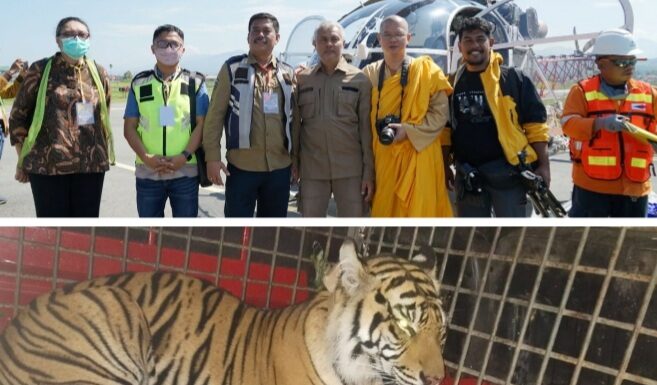 Pelepasliaran Harimau Sumatra : PT Agincourt Resources Sediakan Helikopter