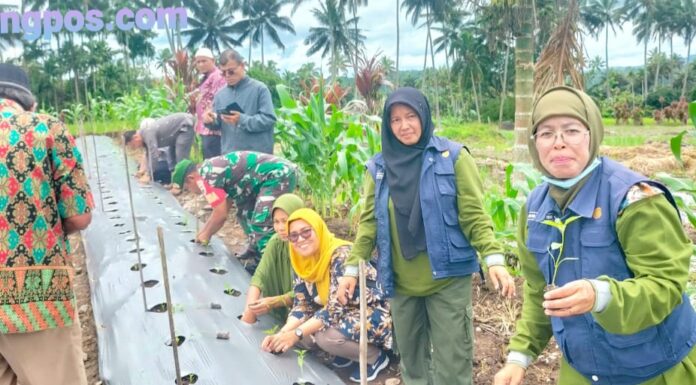 Babinsa Koramil 02/Kota Psp Dampingi Petani Tanam Perdana Demplot Cabai Merah