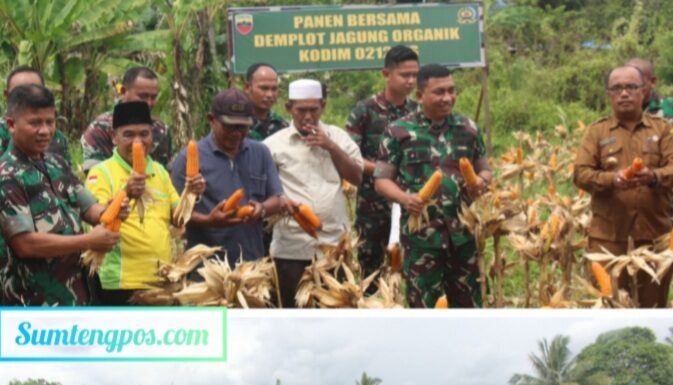 Dandim 0212/Tapsel Panen Jagung Di Demplot Lahan Tidur Milik Kodim 0212/Tapsel