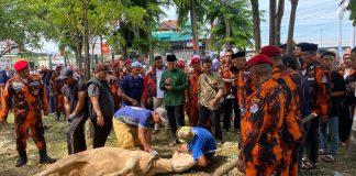 Musa Rajekshah Apresiasi Semangat Berqurban Kader Pemuda Pancasila Sumut, Tahun Ini Capai 17 Ekor Sapi