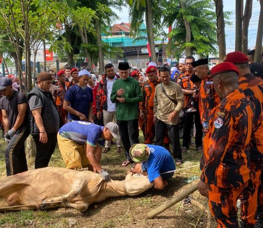 Musa Rajekshah Apresiasi Semangat Berqurban Kader Pemuda Pancasila Sumut, Tahun Ini Capai 17 Ekor Sapi