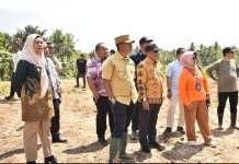 Pemkab Madina Siapkan 4 Hektare Pilot Project Kebun Pisang Kepok