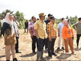 Pemkab Madina Siapkan 4 Hektare Pilot Project Kebun Pisang Kepok