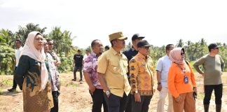 Pemkab Madina Siapkan 4 Hektare Pilot Project Kebun Pisang Kepok