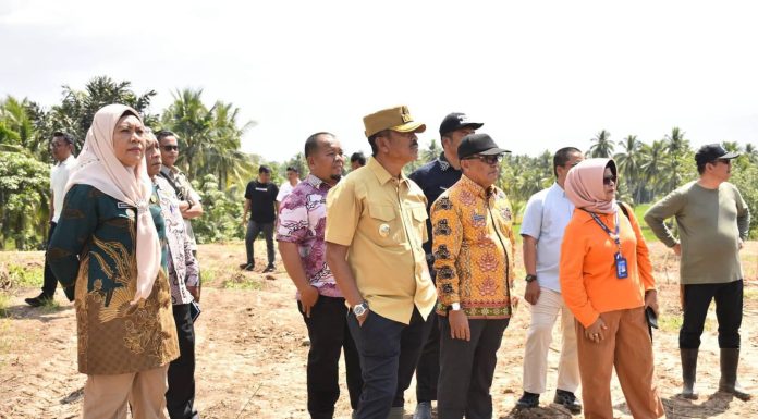 Pemkab Madina Siapkan 4 Hektare Pilot Project Kebun Pisang Kepok