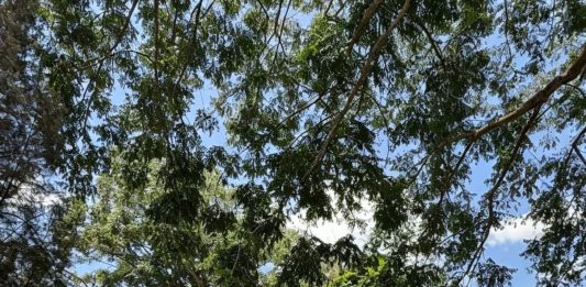 Ijeck Juara APRC 2026 dan Nasional Rally 2026, Torehkan Prestasi Gemilang di Tobasari